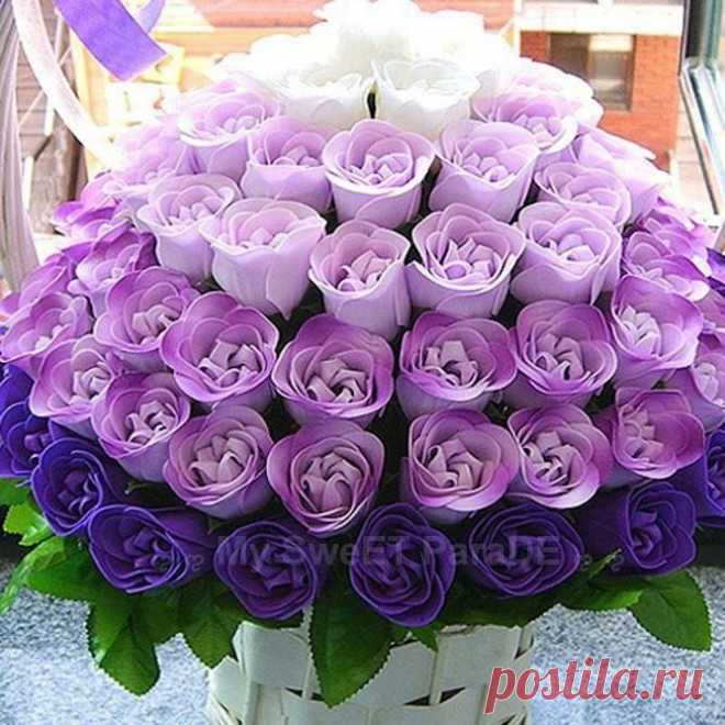 Violet explosion | Flowers