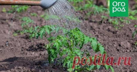 Гуминовые удобрения – что это такое и как они помогают увеличивать урожай Что такое гуминовые удобрения и как их применять, к сожалению, знают далеко не все огородники. Однако, получив ответы на эти и другие вопросы, вы точно захотите испытать чудо-средства в действии, ведь у них масса плюсов.