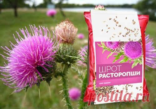 Расторопша для печени - как принимать порошок, шрот, масло, отвары