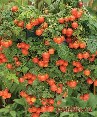 "ВОЛШЕБНЫЙ БАЛЬЗАМ" ДЛЯ РОСТА ПОМИДОРОВ | ДОМАШНИЙ ОЧАГ