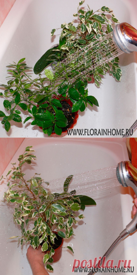 Горячий душ для растений | Flora In Home