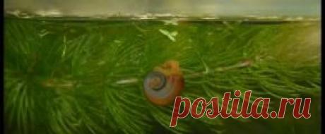 Другие обитатели