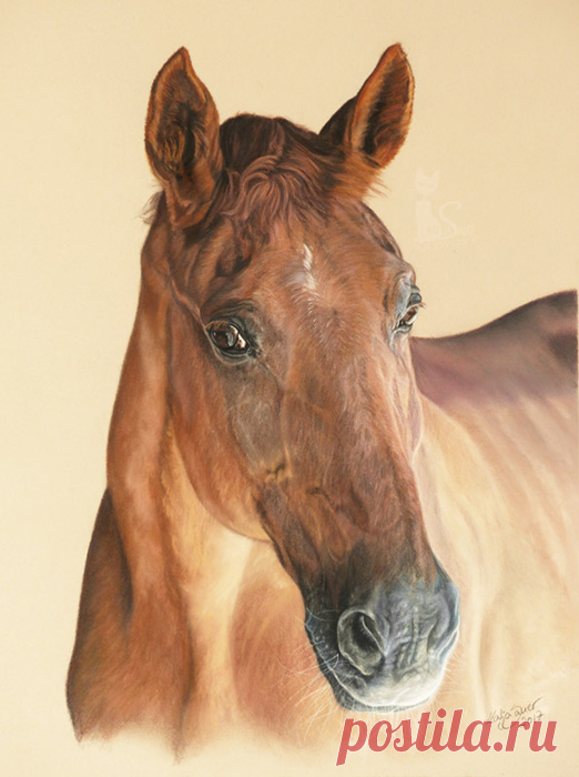 Рисунки и портреты лошадей Кати Зауэр