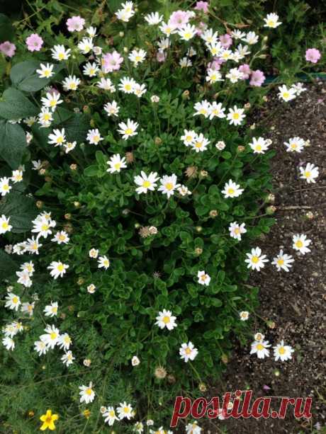 Аистник Рейхарда, или Аистник дубровниковидный (Erodium reichardii)