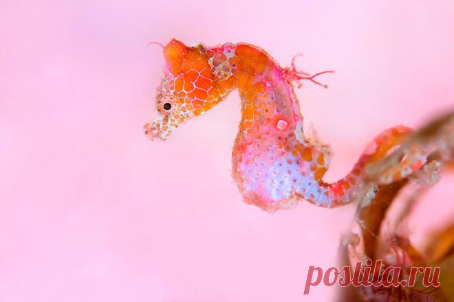 Удивительный водный мир — Мания.инфо