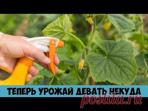 Желтеют листья огурцов Всё исправила в момент Вот теперь урожай девать некуда Средство от пожелтения - YouTube