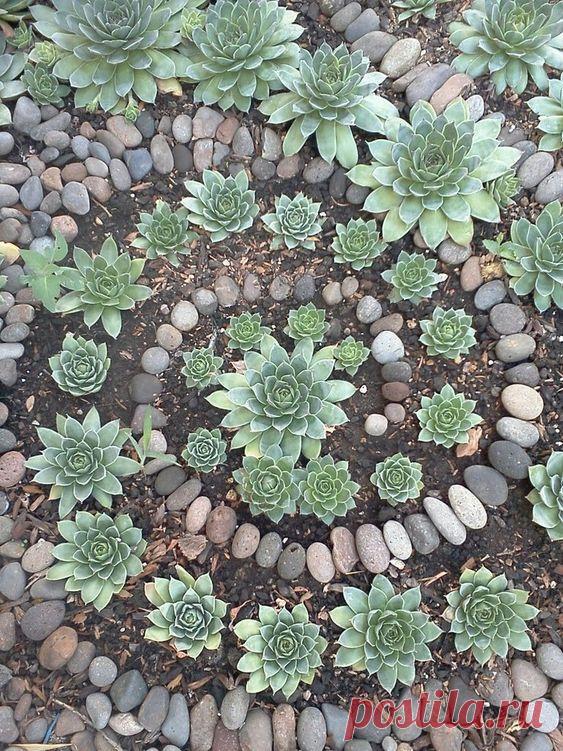 Pin by Vivienne Voltaire on Garden | Rock garden design, Succulent garden design, Succulent garden diy
