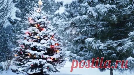 Почему ель — новогоднее и рождественское дерево? - ПолонСил.ру - социальная сеть здоровья - Медиаплатформа МирТесен