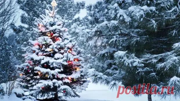 Почему ель — новогоднее и рождественское дерево? - ПолонСил.ру - социальная сеть здоровья - Медиаплатформа МирТесен