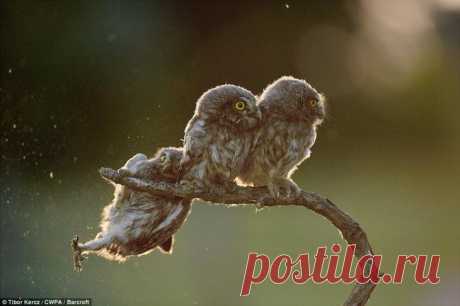 Самые смешные фотографии животных на конкурсе Comedy Wildlife Photography Awards