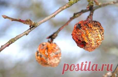 Опасные растительные остатки. Не оставляйте их на участке на зиму! | Почва и плодородие (Огород.ru)