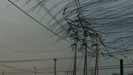 Amazing Video Clips Visually Isolate the Flight Paths of Birds | Colossal: Удивительное видео-клипы - визуалазия траекторий полета птиц