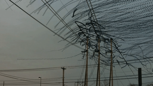 Amazing Video Clips Visually Isolate the Flight Paths of Birds | Colossal: Удивительное видео-клипы - визуалазия траекторий полета птиц