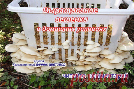 Одноклассники