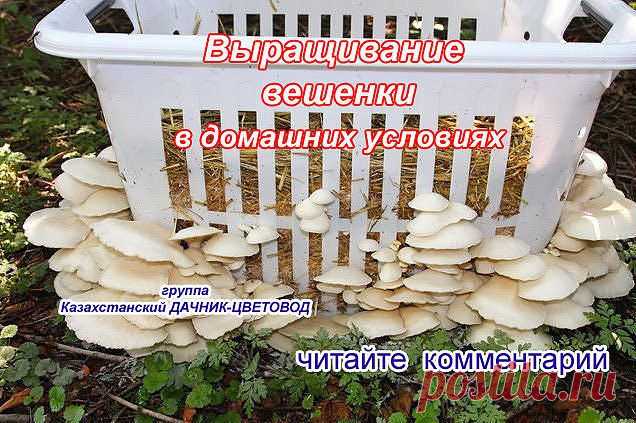 Одноклассники
