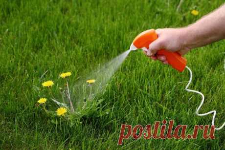 Гербициды: применяем с умом — 6 соток