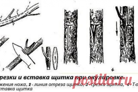 Популярные технологии прививки плодовых деревьев 

Прививка плодовых деревьев – приживление на одном растении черенков другого. Процедура позволят обновить старое дерево при снижении плодородности, а также получить на одном стволе урожай нескольких сортов. Одной из целей проводимого мероприятия является и повышение морозоустойчивости.
Показать полностью…