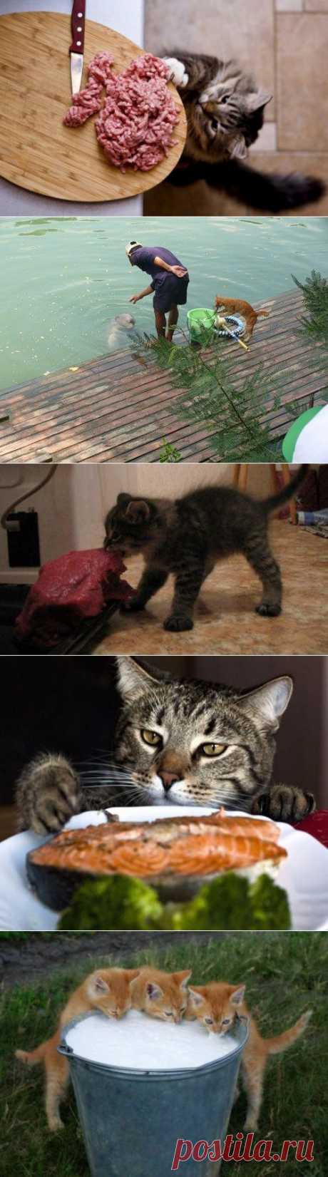 Любителям котов / Питомцы