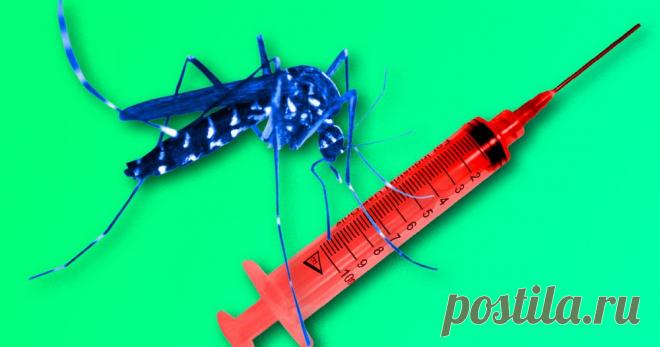 4 факта о том, как волонтеров заражают малярией, чтобы найти лекарство Это не конспирология.