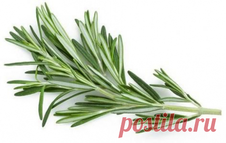 5 продуктов улучшающих память