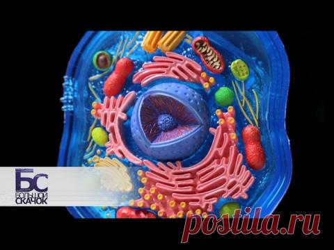 Большой скачок. Тайная жизнь клетки - YouTube