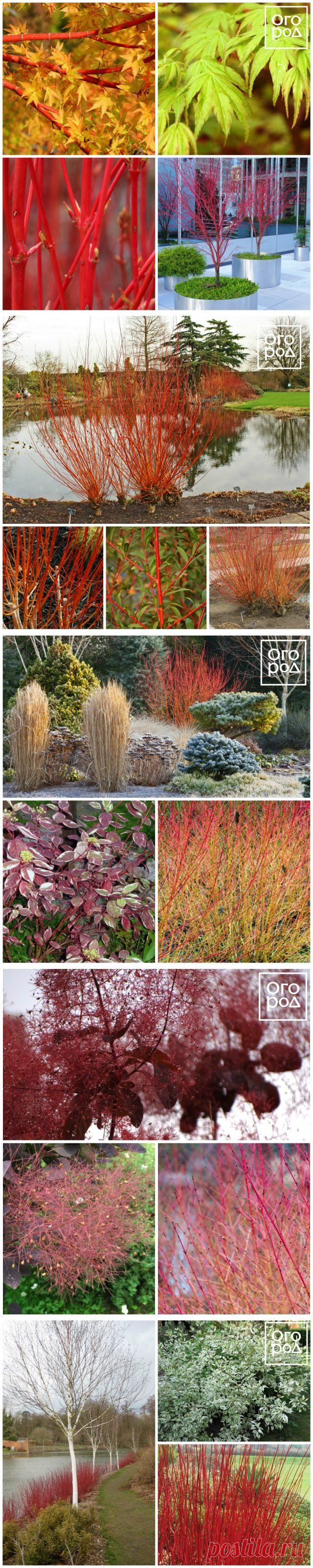 11 деревьев и кустарников с красивой корой, которые украсят зимний сад