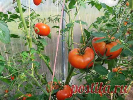 Как победить вершинную гниль томатов: поможет простая смесь. Темные пятна на верхушках наливающихся томатов способны омрачить радость любого огородника.