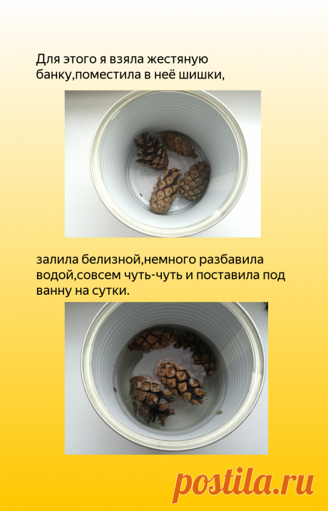 Эксперимент по отбеливанию шишек закончился "странным" результатом | Экономка | Яндекс Дзен