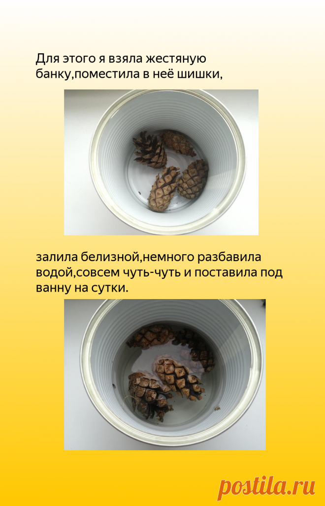 Эксперимент по отбеливанию шишек закончился 