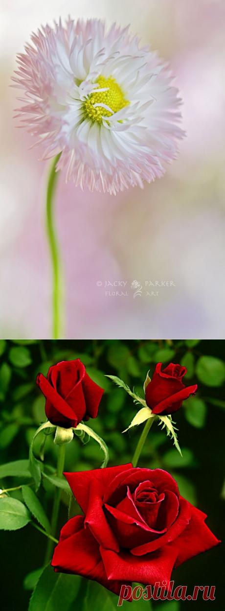 Цветы – остатки рая на земле.