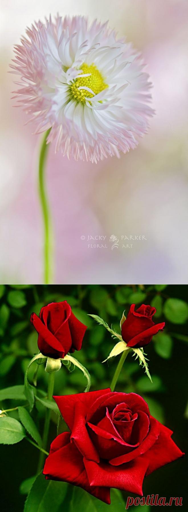 Цветы – остатки рая на земле.