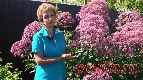 Самые неприхотливые растения, которые растут очень быстро