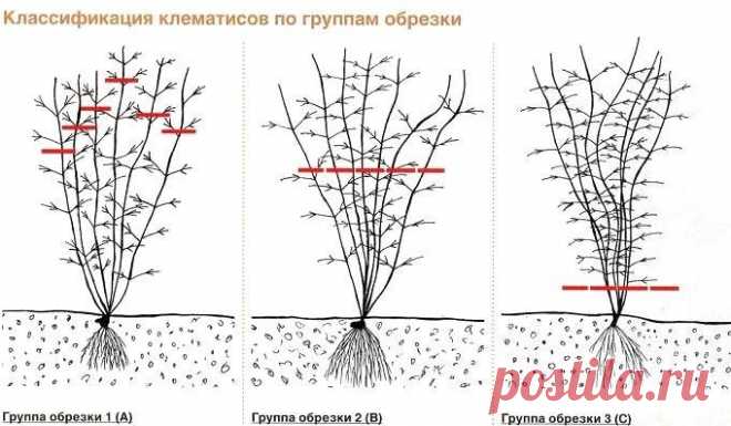 Клематисы, обрезка