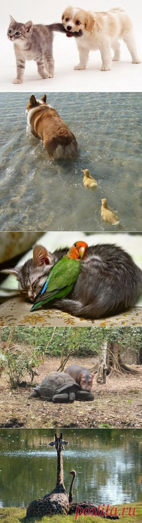 Дружба между животными