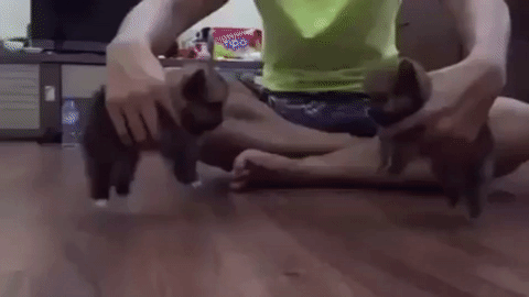 Бой насмерть!