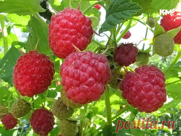 «Аюрведическая кулинария». Малина.

Малина обладает сладким, слегка кисловатым вяжущим вкусом, оказывает охлаждающее действие, имеет острый випак. Она оказывает возбуждающее действие на вату и
успокаивающее на капху. Людям с питта-конституцией следует употреблять ее лишь изредка. Не ешьте более двух горстей малины, это может вызвать рвоту. Не следует есть
Показать полностью…
