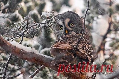 Россиянка неожиданно встретила и сфотографировала редчайшую бородатую птицу. Необычная и редчайшая бородатая птица, которая оказалась неясытью, прилетела в Мурманскую область. Ее заметила одна из местных жительниц и сфотографировала. Такие снимки появились в сообществе «Наши Апатиты» в соцсети «ВКонтакте». На серии снимков видно, как сова сидит на сосне и смотрит в объектив фотографа.