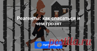 Реагенты: как спасаться и чем грозят За зиму в большом городе легко сменить несколько пар ботинок, развалившихся от рассыпанной на улицах химии. Понятно, что собака будет испытывать проблемы от передвижения по реагентам голыми лапами: природа не...