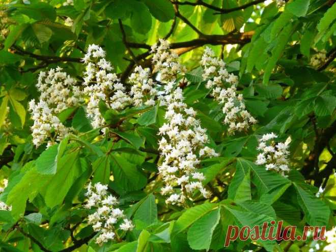 Сообщество "ЗДОРОВАЯ, КРАСИВАЯ И СЧАСТЛИВАЯ". Время цветения каштанов нельзя упускать тем, у кого проблемы с венами, Блог пользователя tgkh