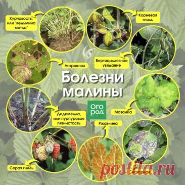 Болезни малины