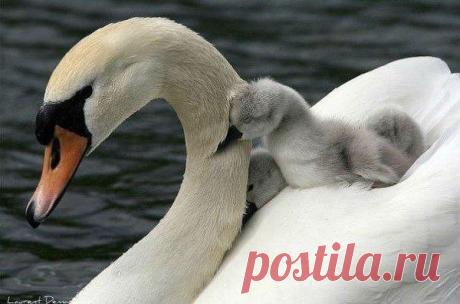 С любимыми не расставайтесь... - post