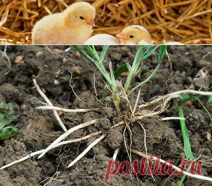 Нужны ли сорняки в огороде Пырей