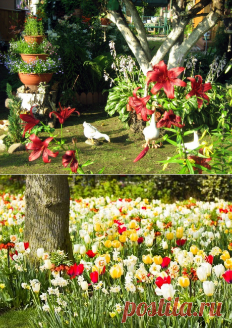 Какие растения можно сажать под деревьями? Несколько советов по выбору растений для посадки под деревьями