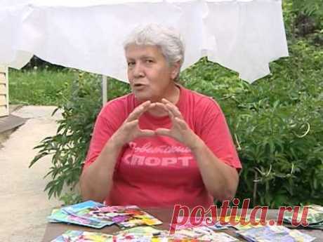 Сеем многолетние растения