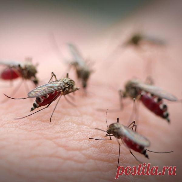 Какие репелленты самые эффективные, самое лучшее средство от комаров