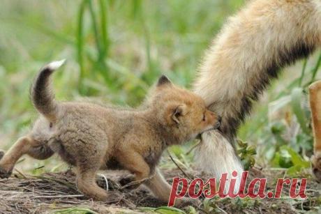 Мамин хвостик