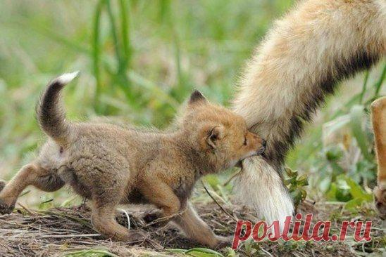 Мамин хвостик