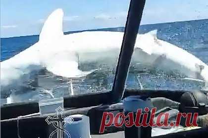 Самая быстрая акула в мире запрыгнула на яхту к рыбакам и попала на видео. Акула-мако, которая считается самой быстрой акулой в мире, подпрыгнула в воздух и приземлилась на нос чартерной рыболовной яхты. Хищная рыба попалась на удочку одного из пассажиров, когда тот ловил королевскую макрель. Пассажиры сняли на видео, как акула извивается на носу судна, пытаясь вернуться в воду.