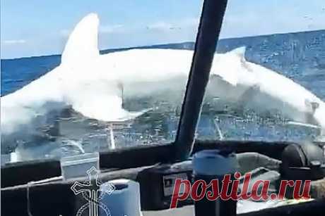 Самая быстрая акула в мире запрыгнула на яхту к рыбакам и попала на видео. Акула-мако, которая считается самой быстрой акулой в мире, подпрыгнула в воздух и приземлилась на нос чартерной рыболовной яхты. Хищная рыба попалась на удочку одного из пассажиров, когда тот ловил королевскую макрель. Пассажиры сняли на видео, как акула извивается на носу судна, пытаясь вернуться в воду.