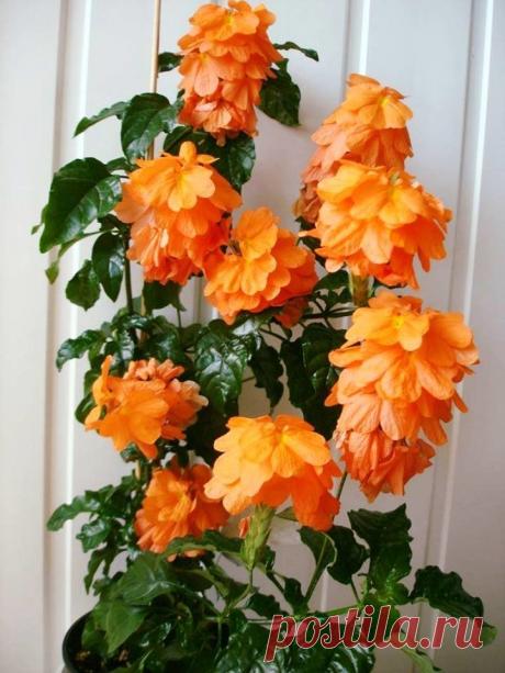 Кроссандра. Правда, красиво?